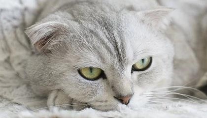 数字货币怎么够买(数字货币怎么买和卖)