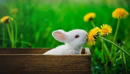 虚拟货币与数字货币的区别