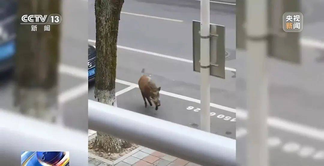 列车撞上野猪，机械师查看被撞身亡！多地野猪“下山进城”，怎么防？