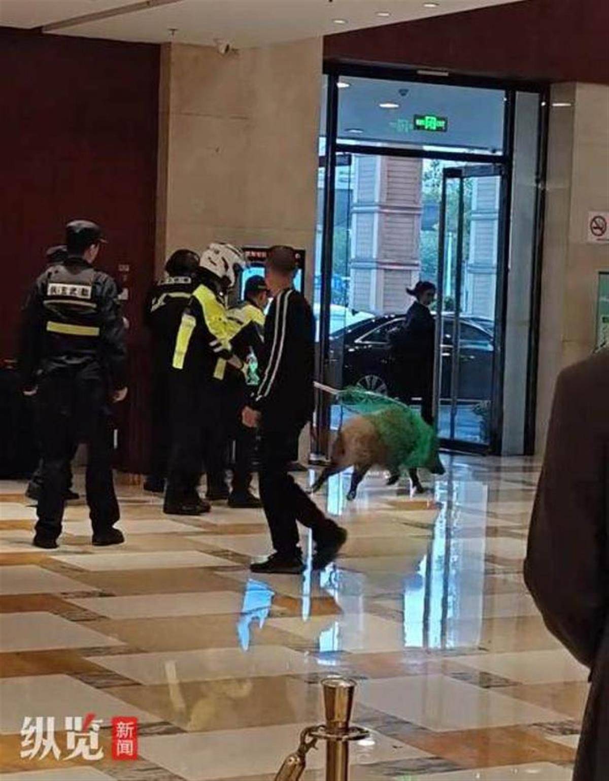 赏金猎人团已在南京捕获133头野猪,还差67头才能拿到每头二三千元补贴,他们真的很赚钱?