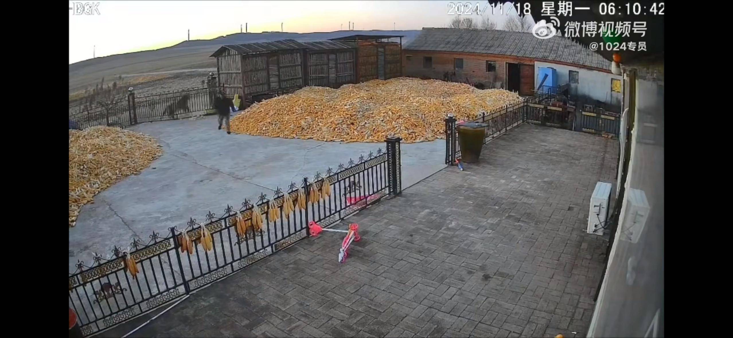 岳麓山的最后一只野生老虎，就在湖南师大动植物标本馆里