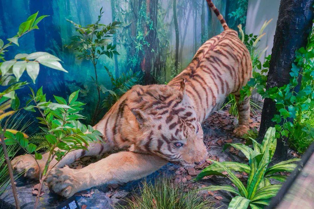 岳麓山的最后一只野生老虎，就在湖南师大动植物标本馆里