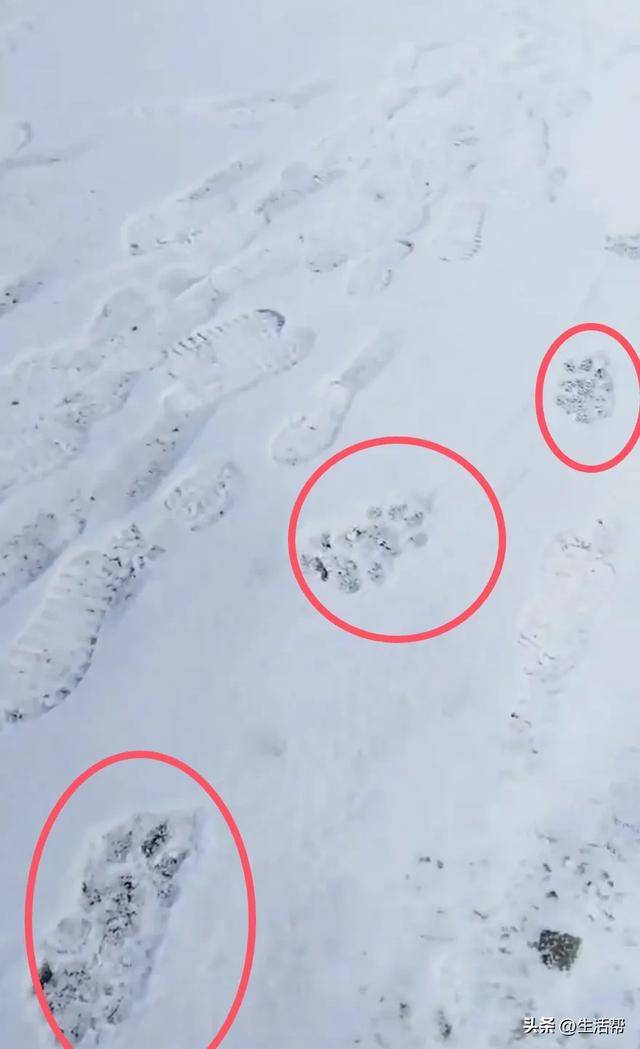 又有老虎进村?监控拍到疑似身影,黑龙江当地政府已逐户通知非必要不外出