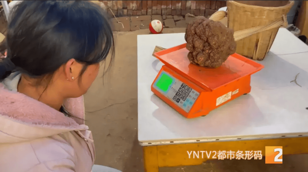 昆明一村民挖到1.7公斤超大松露!“看都看不够”