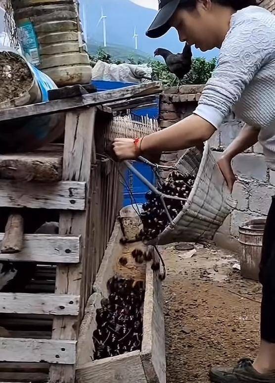 车厘子喂鸡惹争议 四川汉源果农回应:旧视频,喂鸡的是“次果”