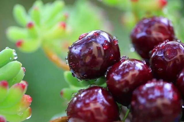 车厘子喂鸡惹争议 四川汉源果农回应:旧视频,喂鸡的是“次果”