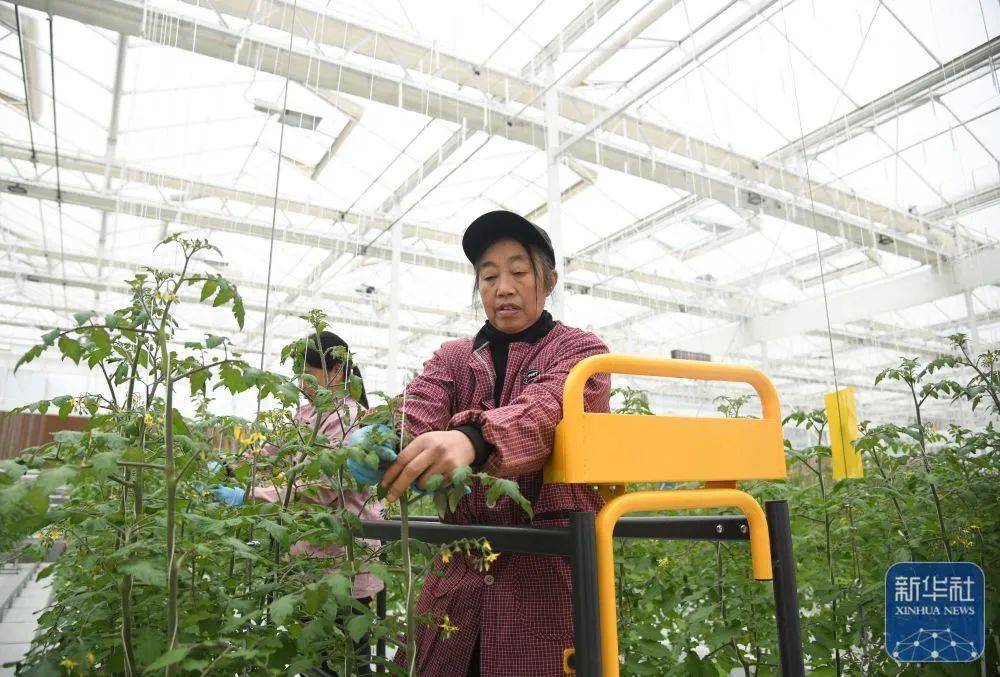 新华社报道——陕西镇巴:发展现代农业 促进乡村振兴