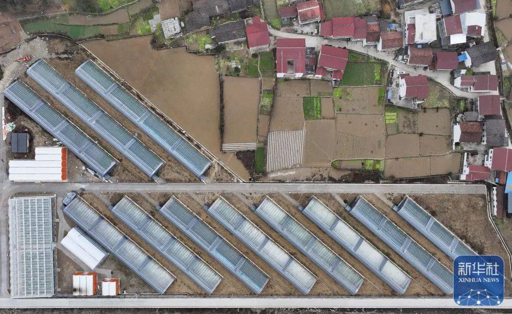 新华社报道——陕西镇巴:发展现代农业 促进乡村振兴