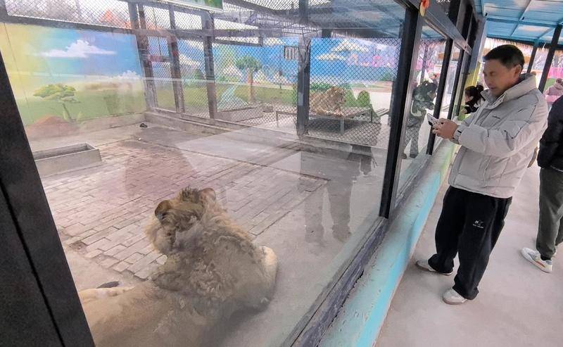 西安一动物园268元可撸狮子？记者探访发现已被西安野生动物保护站叫停