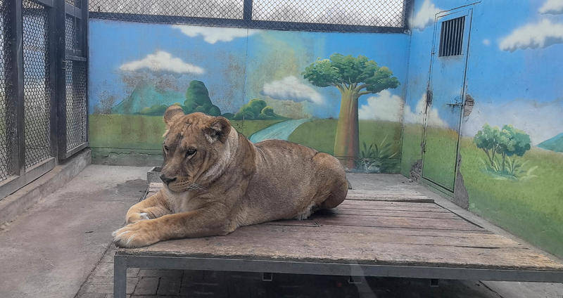 西安一动物园268元可撸狮子？记者探访发现已被西安野生动物保护站叫停