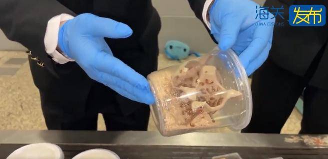 浦东机场截获世上最强毒物之一,活的!网友:带来上海想干嘛?