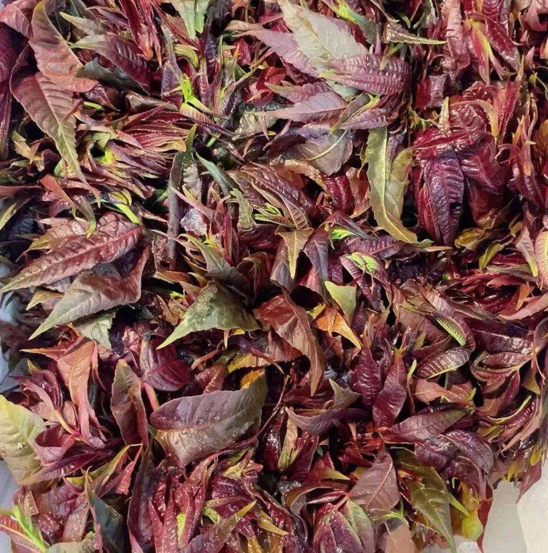 头茬香椿已经上市！240元/公斤，上架就被抢光！“一天一个价”