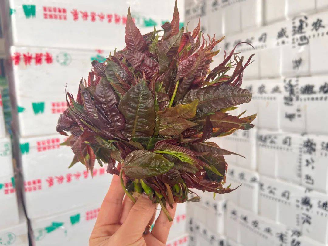 头茬香椿已经上市！240元/公斤，上架就被抢光！“一天一个价”