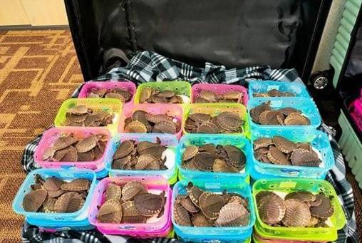七个行李箱装满,两女子想走私4300多只乌龟,吉隆坡机场被捕