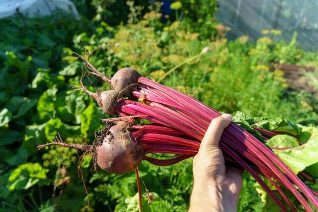 白糖也要被“卡脖子”了?