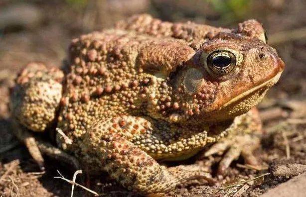 不要吃!含剧毒!无解药!已有人因此身亡…