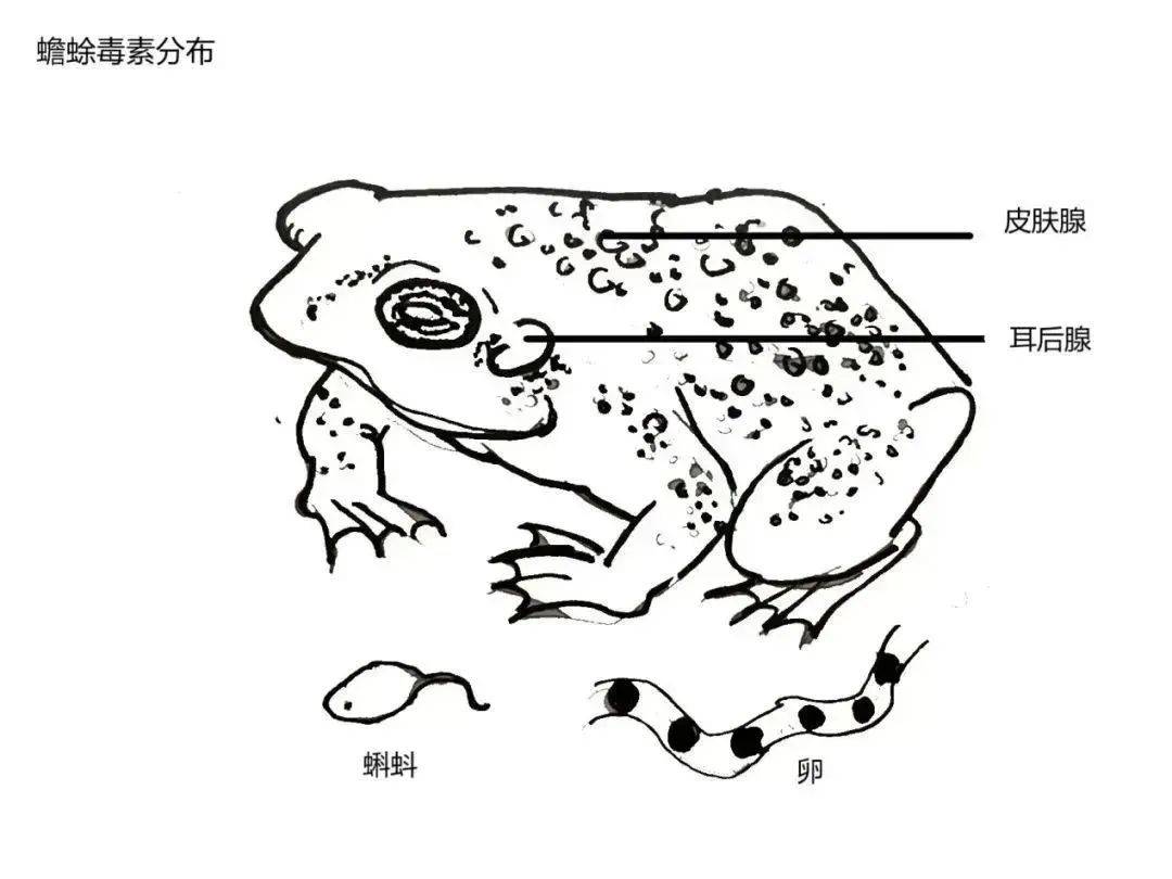 不要吃!含剧毒!无解药!已有人因此身亡…