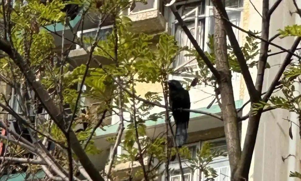 “周末想睡个懒觉都不行”,有多少深圳人被这种鸟吵到神经衰弱