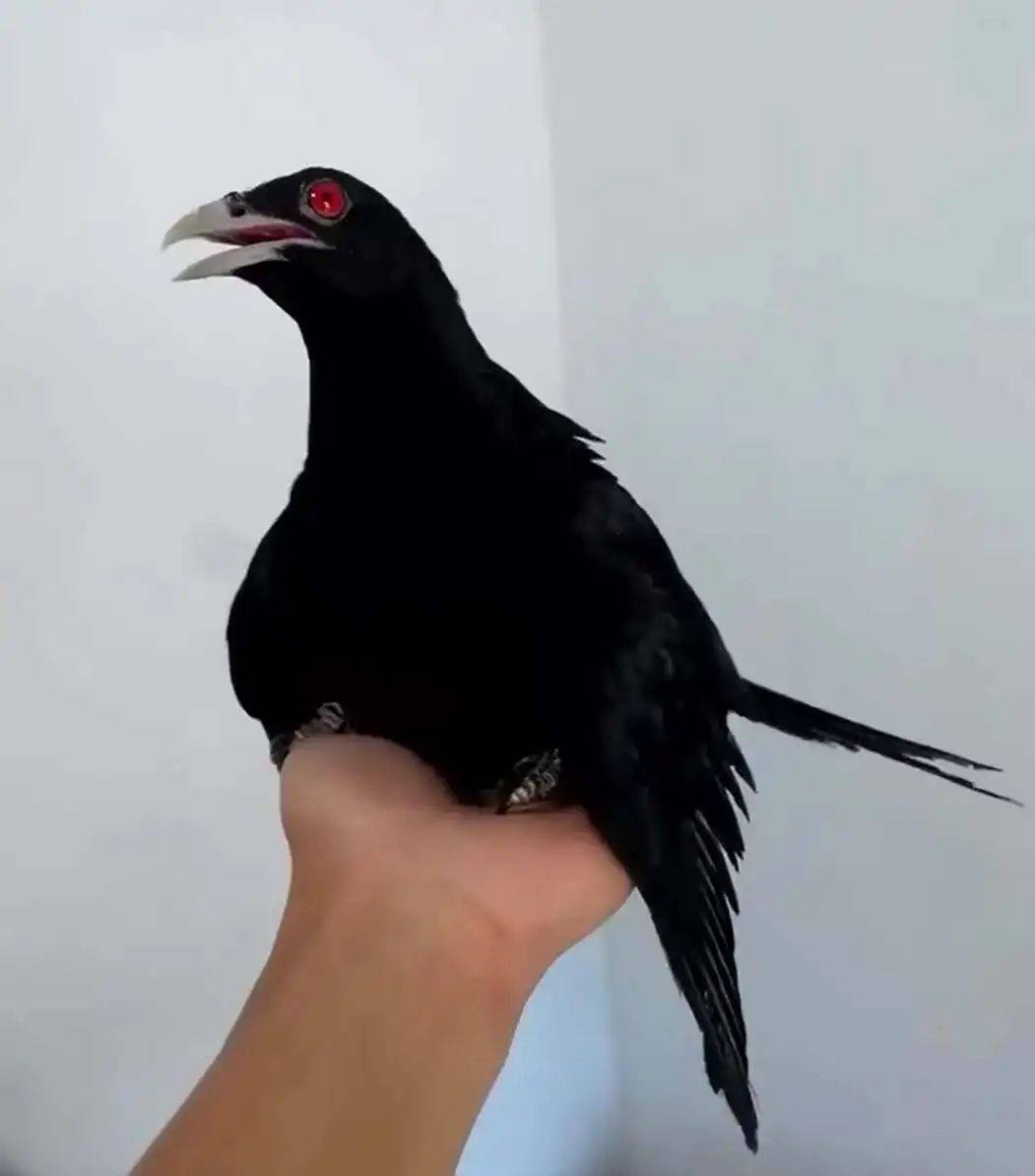 “周末想睡个懒觉都不行”,有多少深圳人被这种鸟吵到神经衰弱