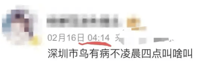 “周末想睡个懒觉都不行”,有多少深圳人被这种鸟吵到神经衰弱