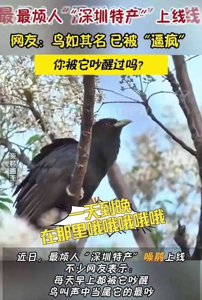 “周末想睡个懒觉都不行”,有多少深圳人被这种鸟吵到神经衰弱