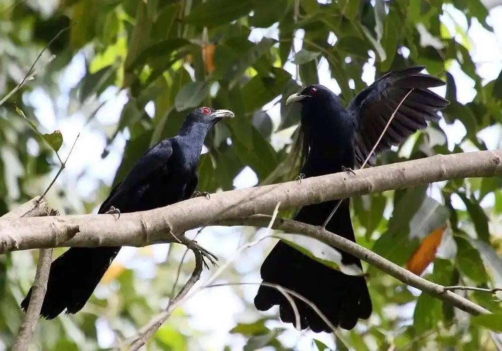 “周末想睡个懒觉都不行”,有多少深圳人被这种鸟吵到神经衰弱