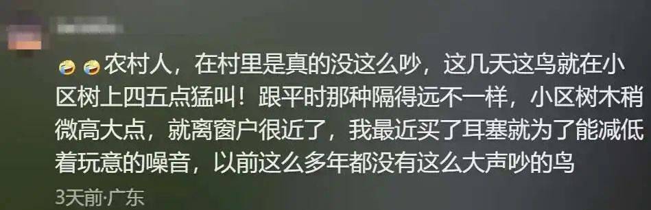 “周末想睡个懒觉都不行”,有多少深圳人被这种鸟吵到神经衰弱
