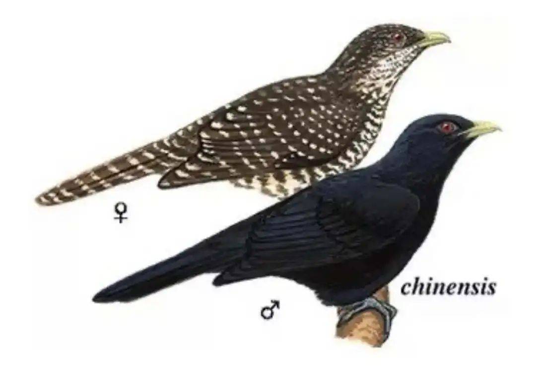 “周末想睡个懒觉都不行”,有多少深圳人被这种鸟吵到神经衰弱