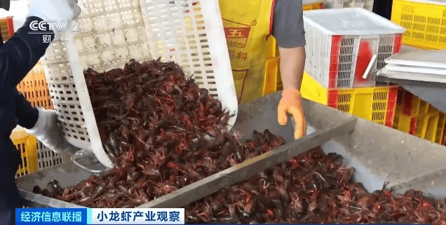 价格大跳水！“接下来还会降”