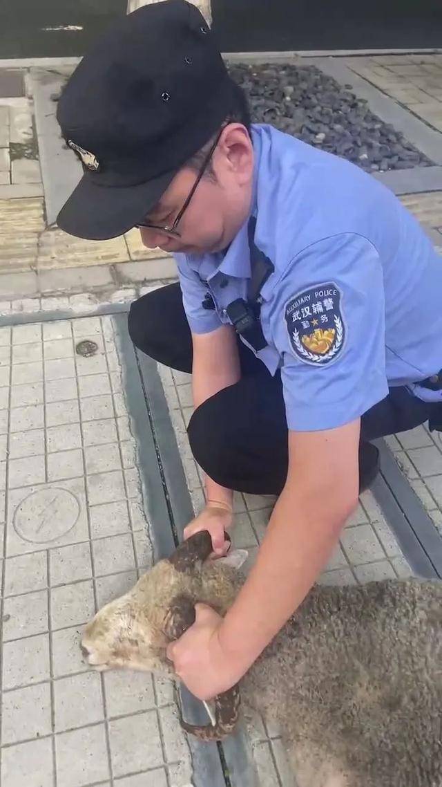 一只大肥羊从烧烤店“逃出生天”后，在汉口闹市逛街，被多名群众报警捉回