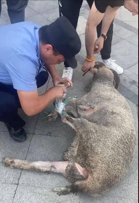 一只大肥羊从烧烤店“逃出生天”后,在汉口闹市逛街,被多名群众报警捉回