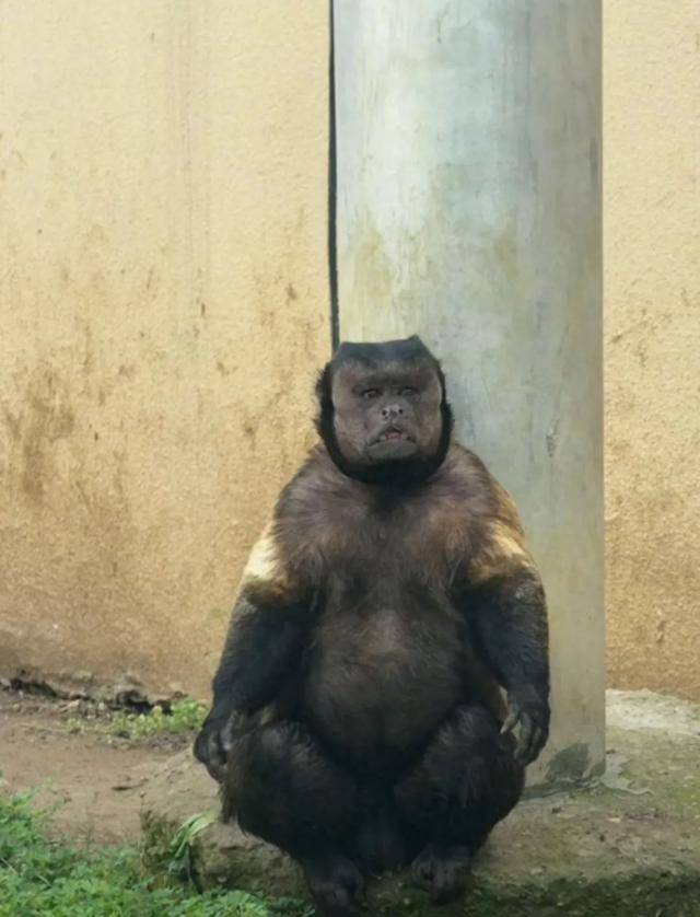 网红猴“大壮”突然离世!曾因方脸“丑”出圈