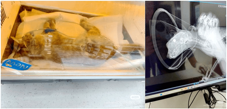 南京大学校庆日“校猫”被钢珠打碎头骨?校保卫处:看了一夜监控,暂未锁定嫌疑人