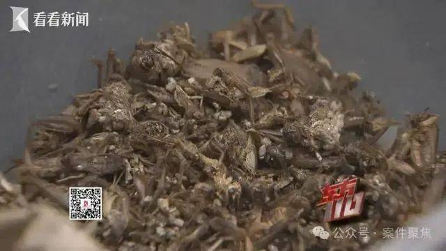 00后女子上海旅游两个月花费0元,衣食住行赖账全靠“薅羊毛”,上海警方:已抓获!