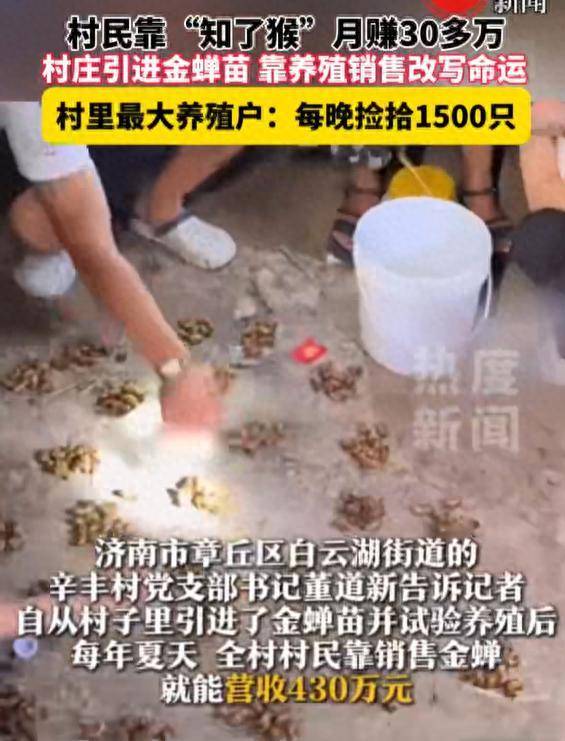 山东一村民抓知了猴月入30万