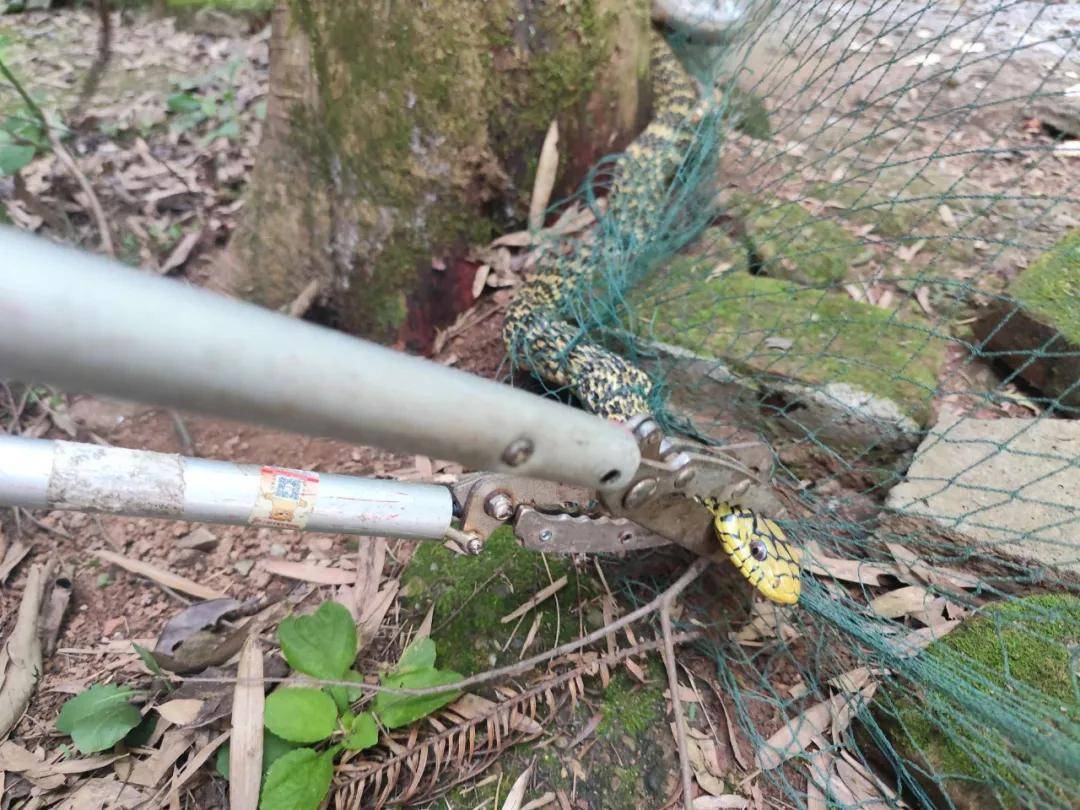 家中惊现2米剧毒眼镜王蛇!江西多地蛇出没,这些常识要牢记…