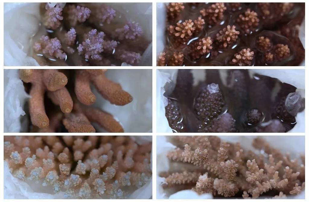 “它们应该在海底”,港珠澳大桥海关近日查获→