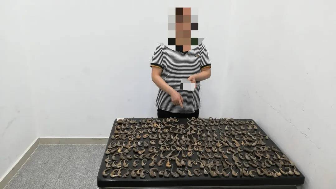 “它们应该在海底”,港珠澳大桥海关近日查获→