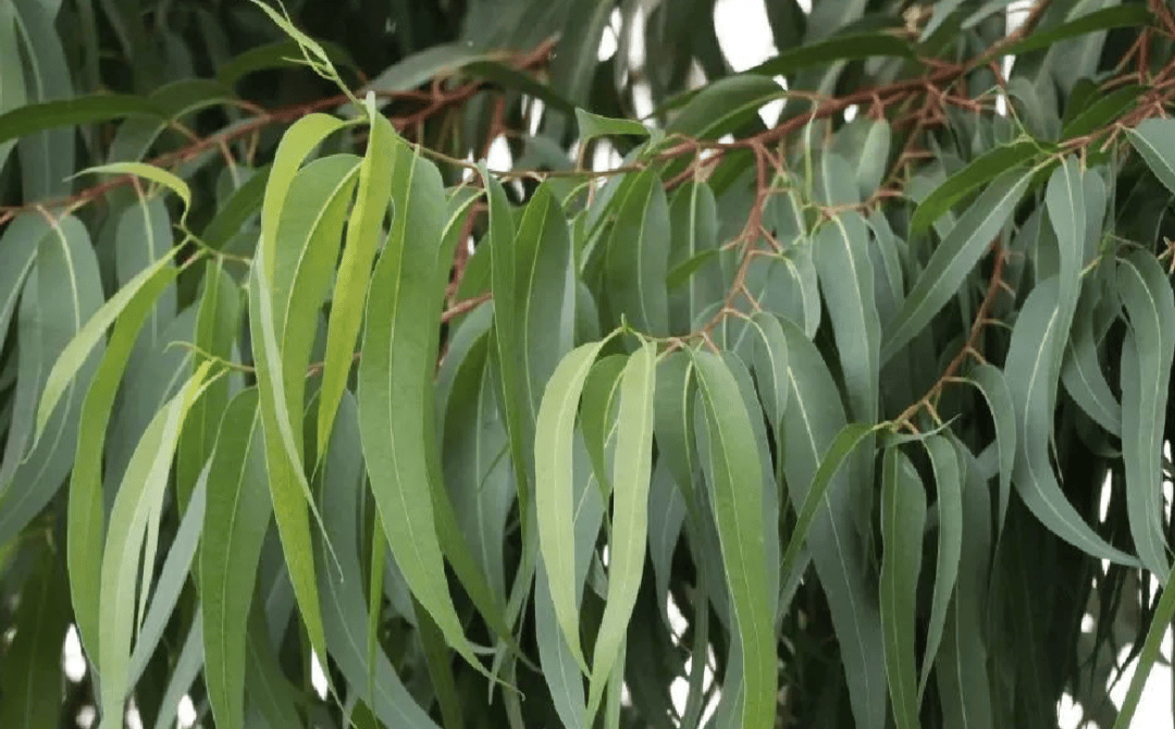 超6000例!仍在新增!或发展成慢性病及有后遗症!上海华山医院:这些驱蚊产品没用!