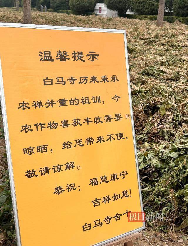 印乐方丈管理下的白马寺:僧人顶着高温种地,义工称寺里秉承农禅并重