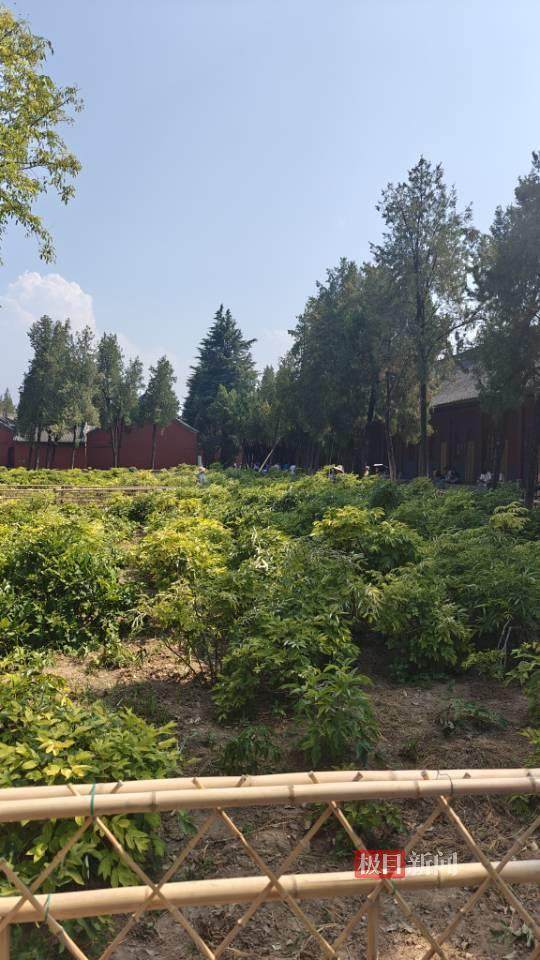 印乐方丈管理下的白马寺:僧人顶着高温种地,义工称寺里秉承农禅并重