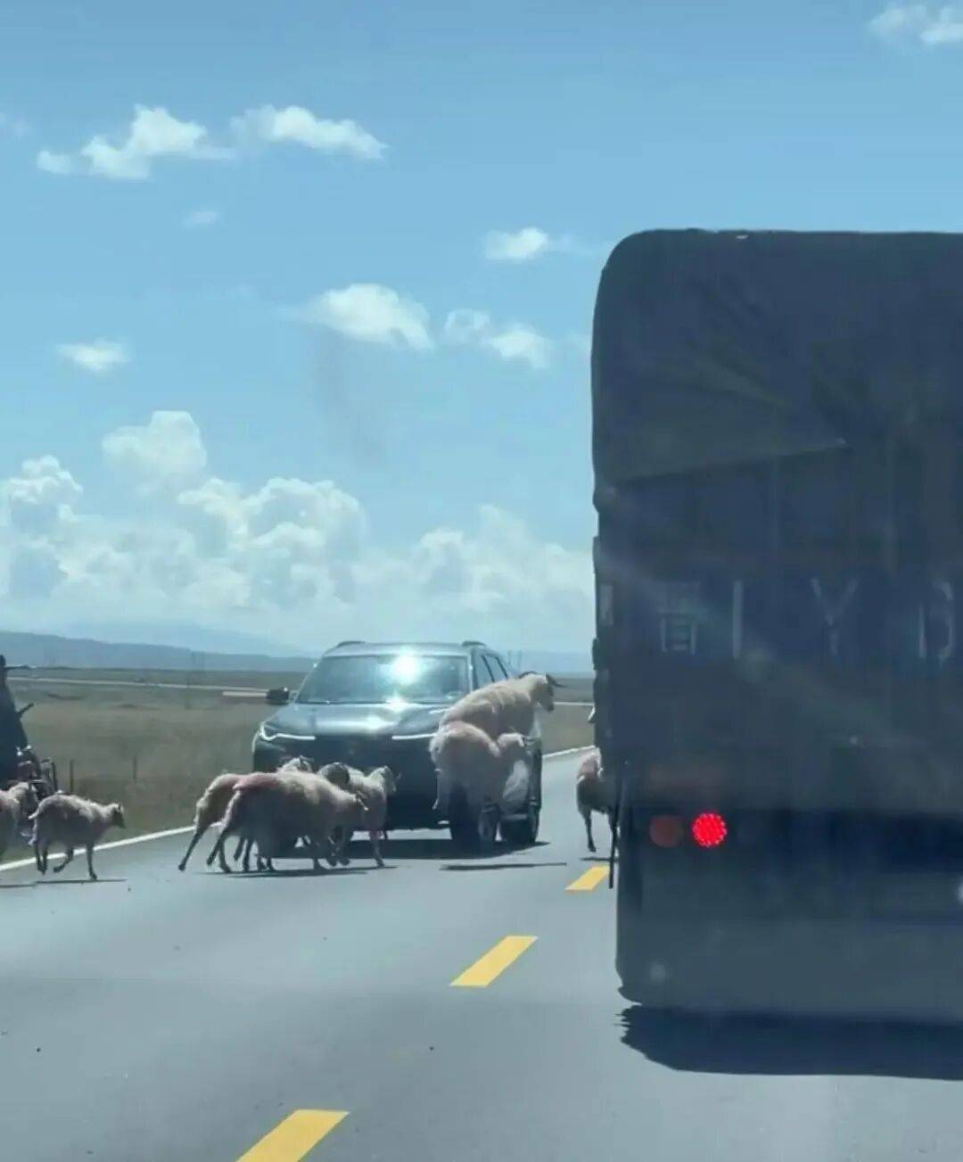 羊群效应！青海羊群过马路行至道路黄虚线附近时均出现跳跃动作