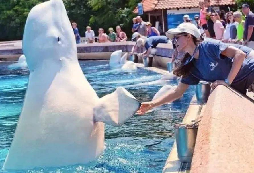 宁愿全部安乐死,也不给中国?加拿大养不起30头白鲸,中国愿接手,然而...