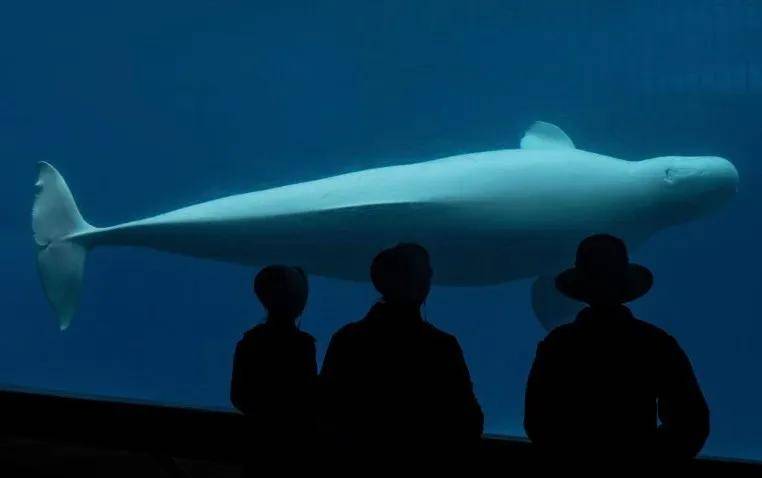 宁愿全部安乐死,也不给中国?加拿大养不起30头白鲸,中国愿接手,然而...