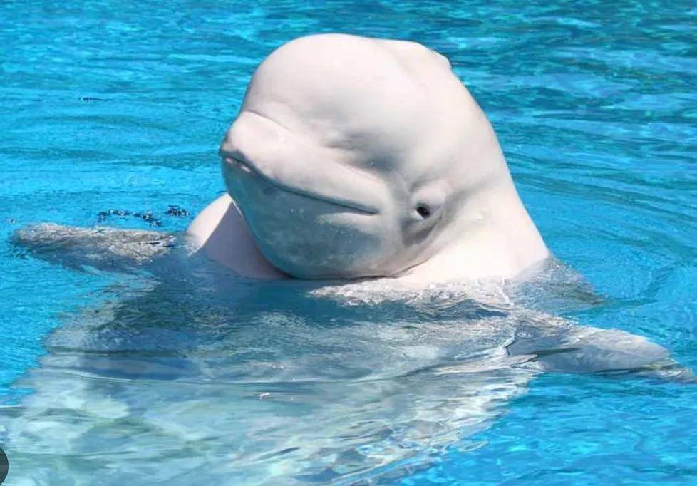 宁愿全部安乐死,也不给中国?加拿大养不起30头白鲸,中国愿接手,然而...