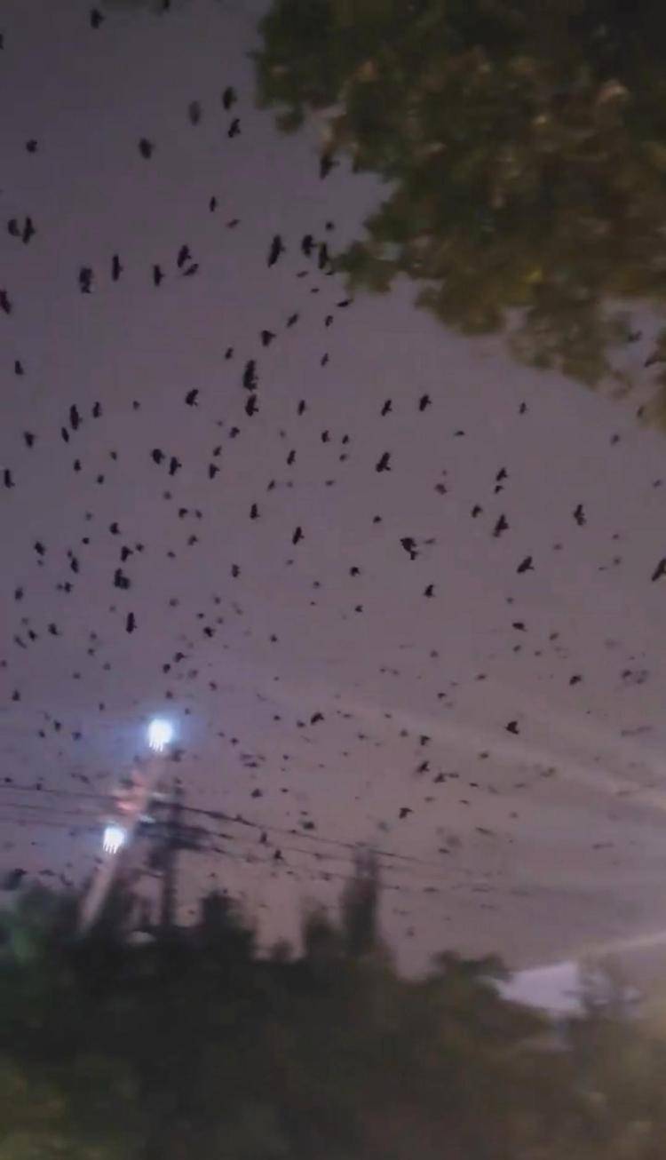 河北等多地天空现密集鸟群,网友担心是灾害预兆,当地称未收到相关预警,专家解读