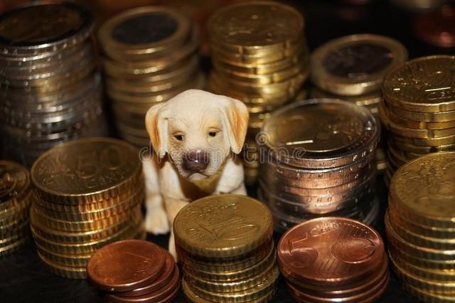 狗狗币最佳(狗狗币最低价格是多少人民币)