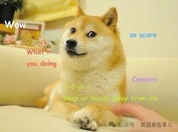 狗狗币江恩微博(狗狗币上微博热搜)