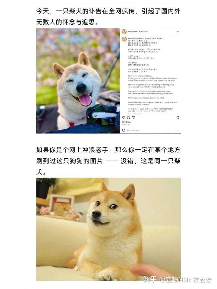 狗狗币在哪里玩(狗狗币在哪里够买)
