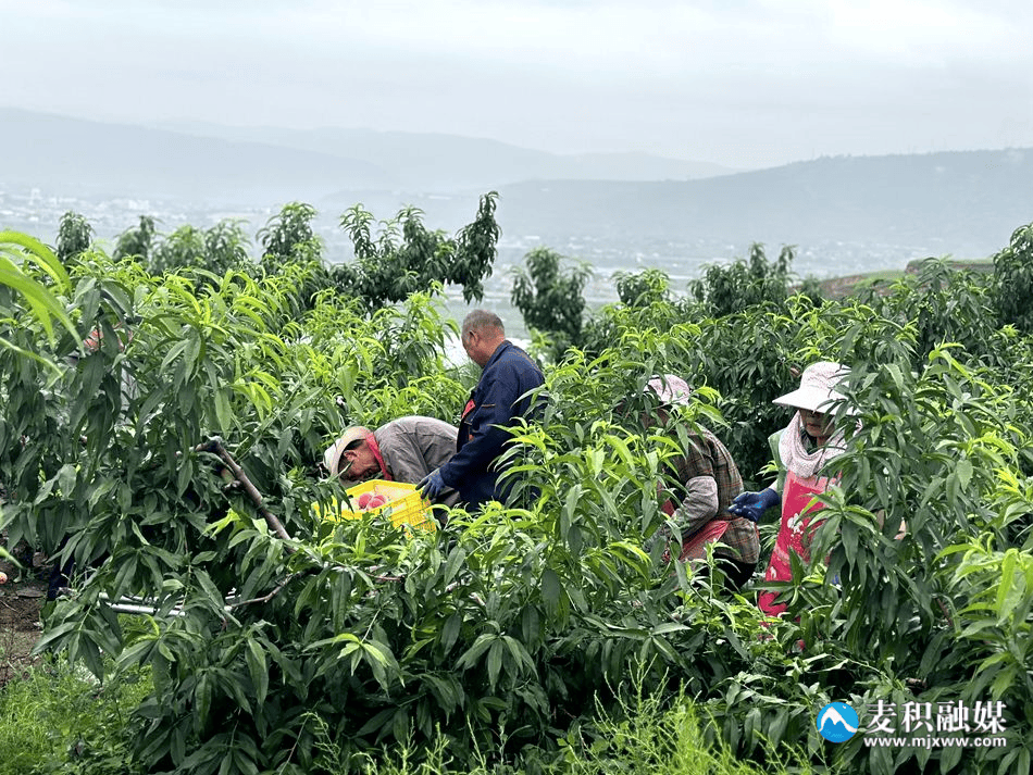 桃子(桃子属于寒性还是热性) 桃子(桃子属于寒性还是热性)